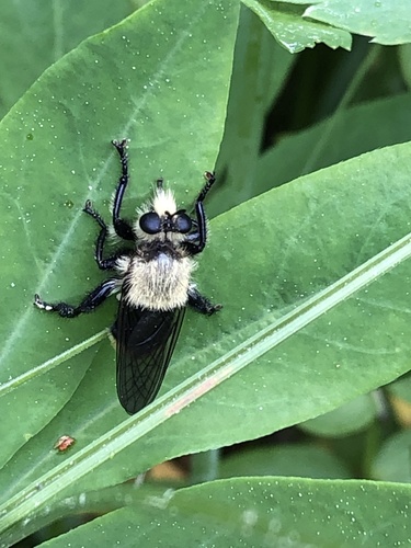 iNaturalist observation photo of Bee-mimic Robber Flies