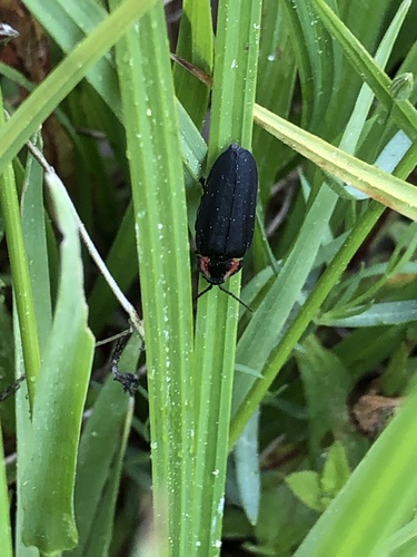 iNaturalist observation photo of Rover Fireflies