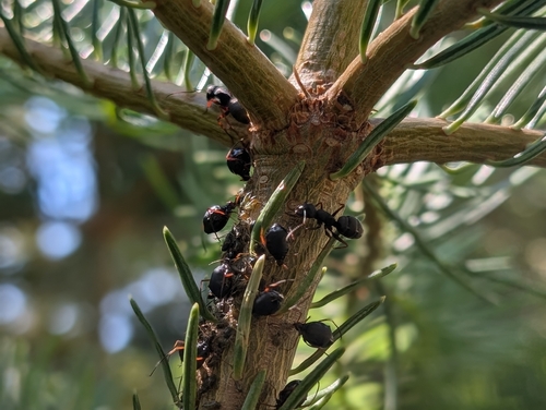 iNaturalist observation photo of Aphids