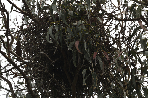 iNaturalist observation photo of Tasmanian blue gum