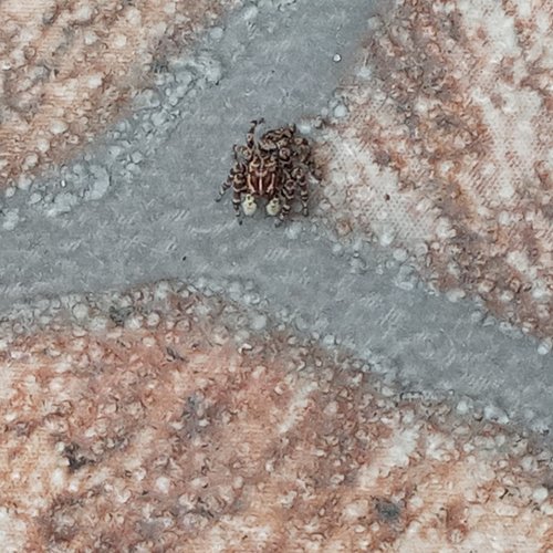 Sumampattus quinqueradiatus