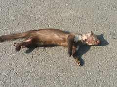 Stone Marten