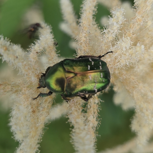 European Rose Chafer