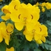 Easter Cassia - Photo (c) sue_rex, all rights reserved