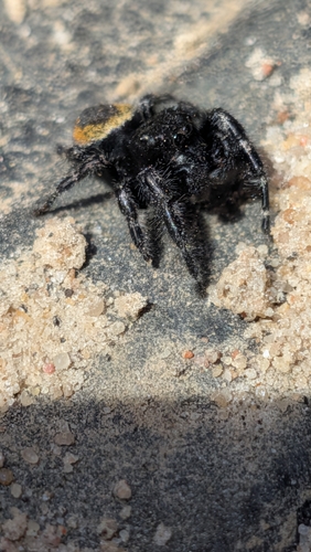 Boreal Tufted Jumping Spider