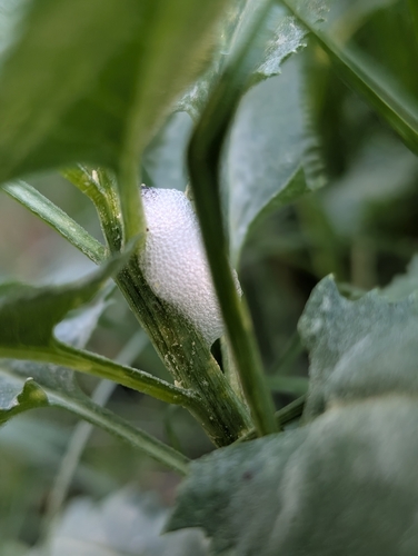 iNaturalist observation photo of Aphrophorinae