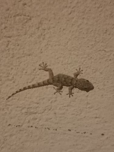 Moorish Gecko