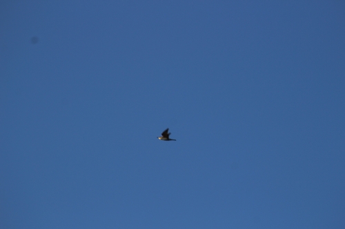 European Bee-eater