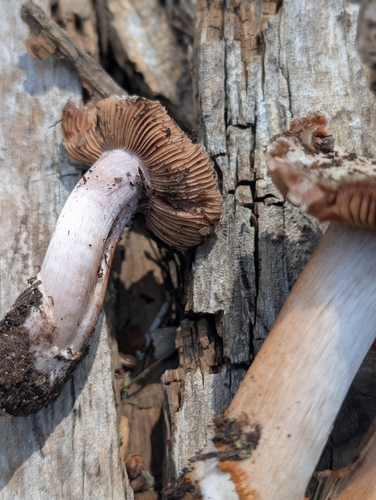 iNaturalist observation photo of Webcaps
