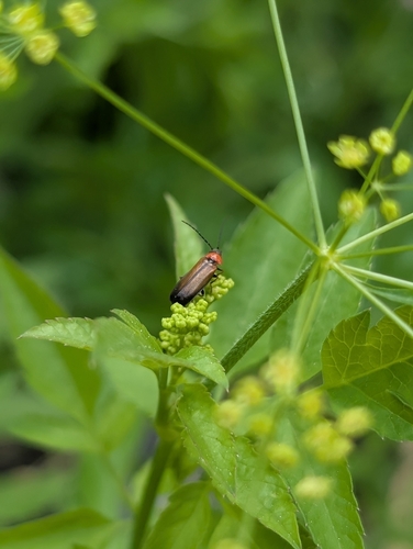 iNaturalist observation photo of Silini