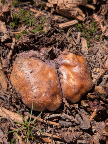 iNaturalist observation photo of Phlegmacium