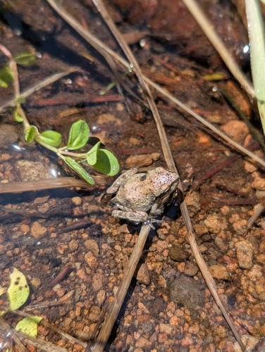 iNaturalist observation photo of Pacific chorus frog