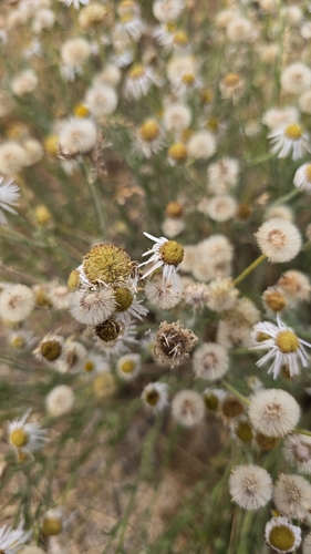Shaggy Fleabane