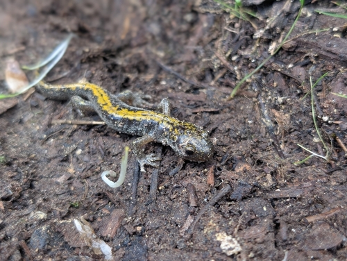 iNaturalist observation photo of Long-toed Salamander