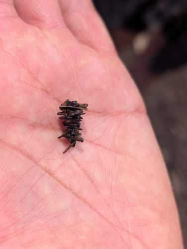 iNaturalist observation photo of Caddisflies