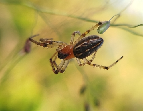 Alpaida veniliae