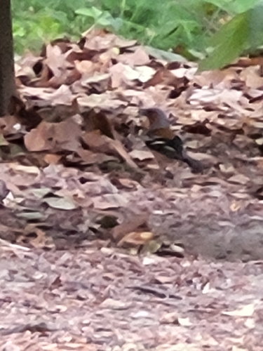 Common Chaffinch