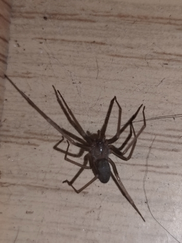 Mediterranean recluse