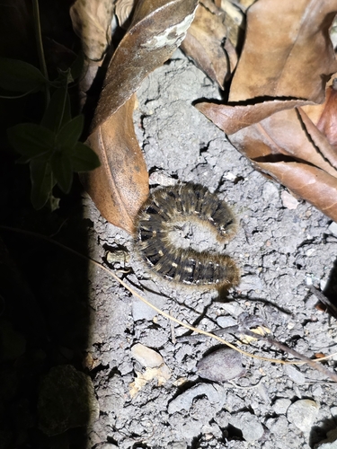 Oak Eggar