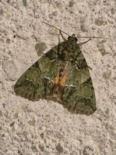 Guernsey Underwing
