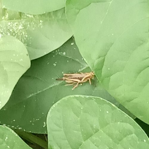Abracris flavolineata