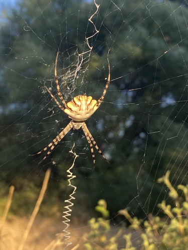Lobed Argiope