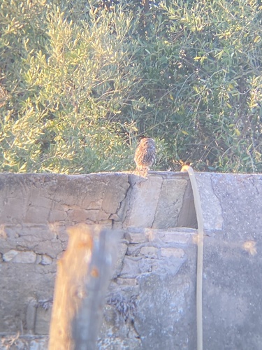 Little Owl