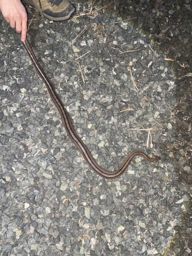 Ladder Snake