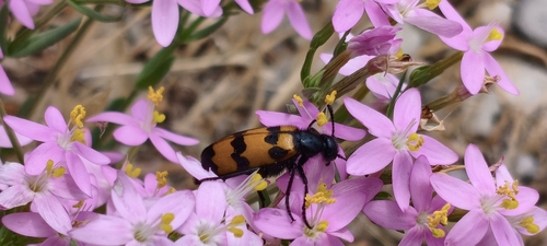 Mylabris variabilis