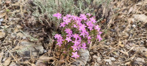 Common centaury