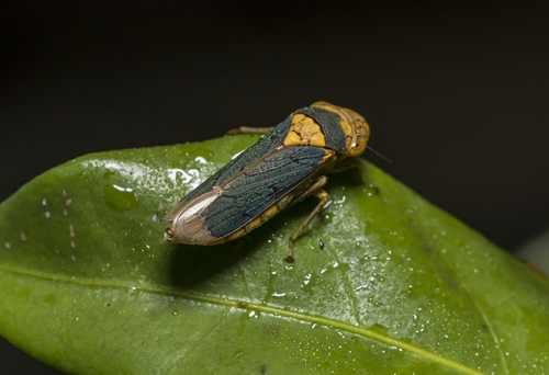 Oncometopia clarior image