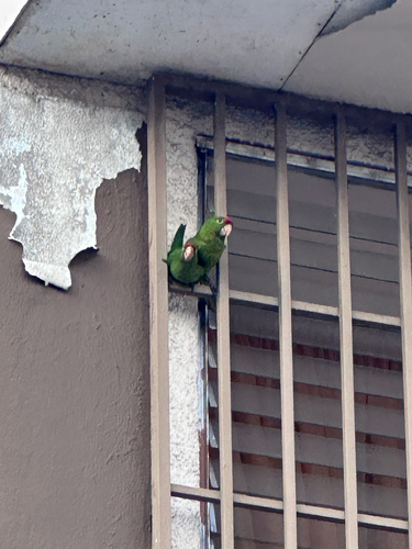 Crimson-fronted Parakeet