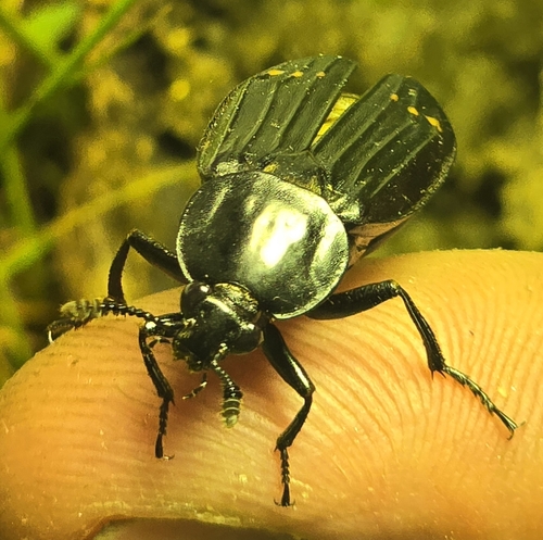 Red-lined Carrion Beetle