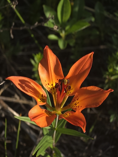 Wood Lily