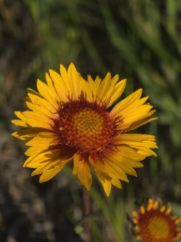 great blanketflower