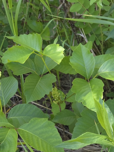 western poison ivy