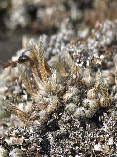 dense spikemoss