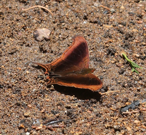 Waiter Daggerwing