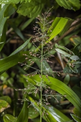 Image of Eragrostis tenella