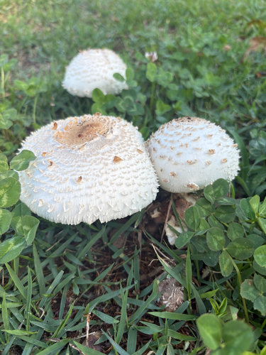 Green-spored Parasol