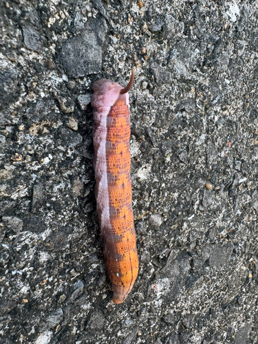 Yam Hawkmoth
