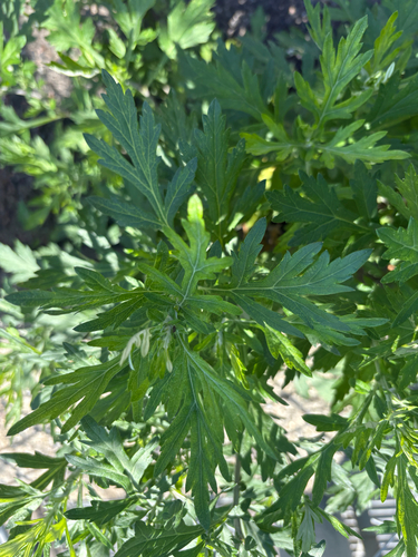 Japanese Mugwort