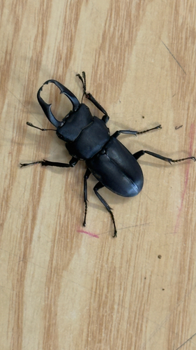 Dorcus rectus rectus