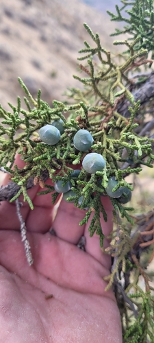 Utah Juniper