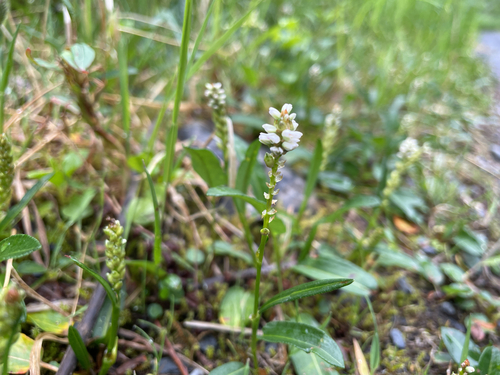 alpine bistort