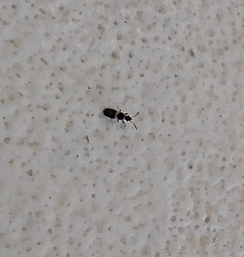 iNaturalist observation photo of Hairy Chinch Bug