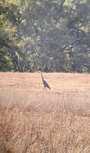 iNaturalist observation photo of Great Blue Heron