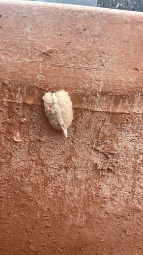 South African Mantis