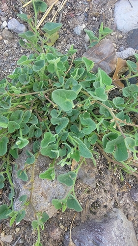 Wright's dutchman's pipe