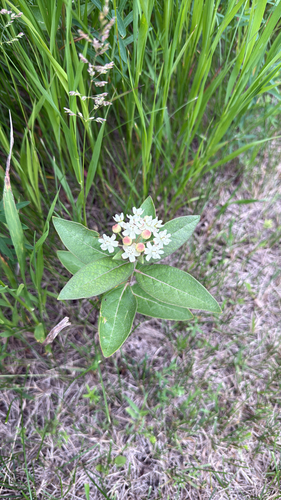 oval-leaved milkweed